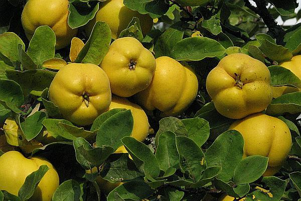 Gutui Aromate
