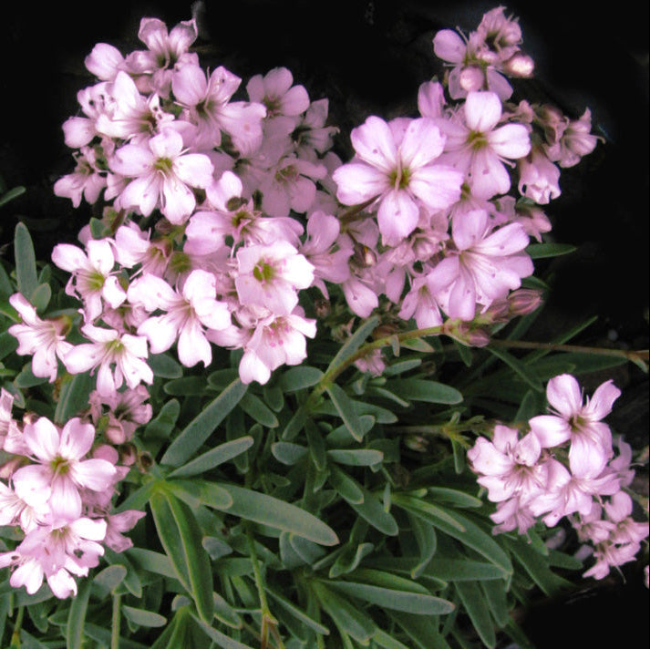 Gypsophila Pacifica - Floarea Miresei - 2 bucati