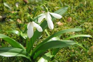 Bulbi de Ghiocei Galanthus "Woronowii", 5 Bucati