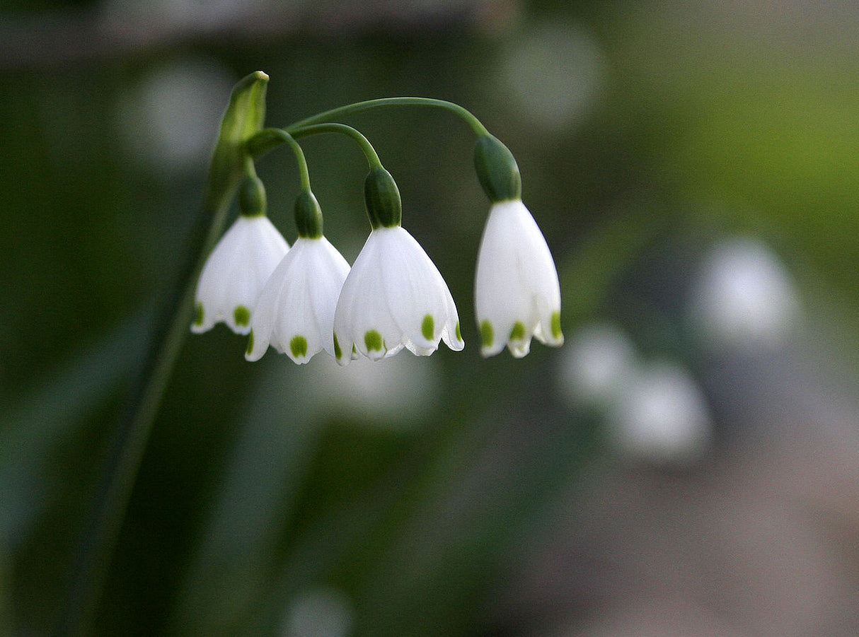 Bulbi de Ghiocei de Vara "Leucojum Aestivum", 5 Bucati