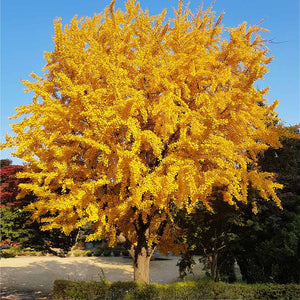 Ginkgo Biloba,1 Bucata