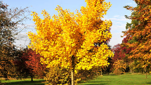 Ginkgo Biloba,1 Bucata