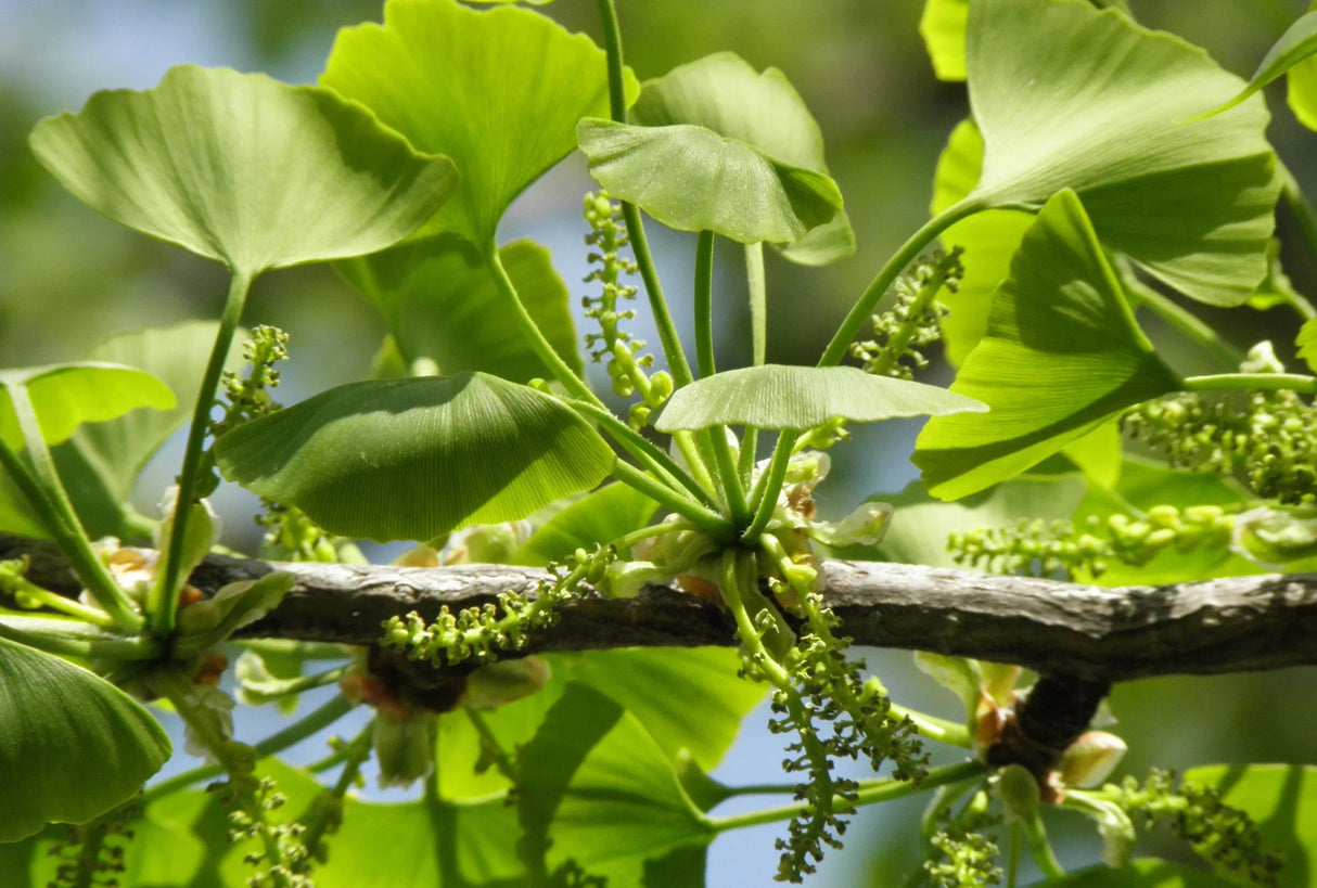 Ginkgo Biloba,1 Bucata