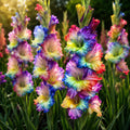 Gladiole_Premium_Mix_Curcubeu_cu_flori_duble_mari_n_culori_variate_i_vibrante - Fitza Florilor