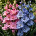Gladiole Premium cu flori duble în mix de roz și albastru pastel, plante ornamentale elegante cu tulpini înalte și flori bogate, ideale pentru grădini, borduri și buchete spectaculoase