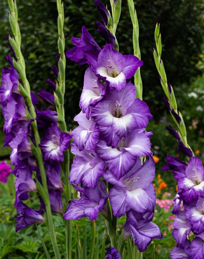 Bulbi de Gladiole "Blue Isle", 7 Bucati