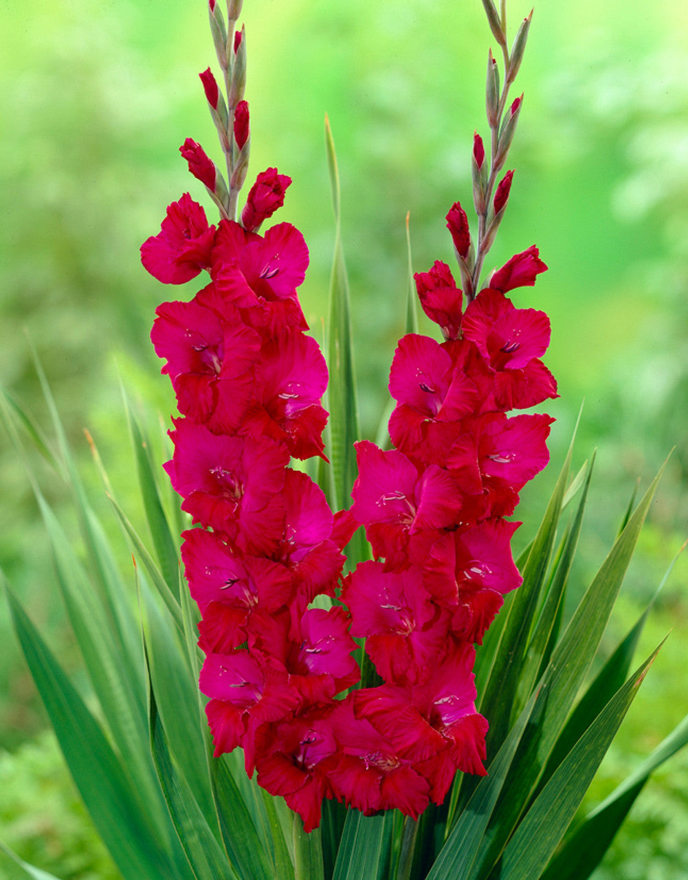 Bulbi Gladiole - Plum Tart - 5 buc