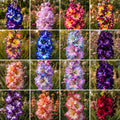 Gladioli Premium Mix cu flori duble în culori spectaculoase și variate, plante ornamentale cu tulpini înalte și flori bogate, ideale pentru grădini, borduri și buchete, oferind o înflorire abundentă și un efect multicolor impresionant