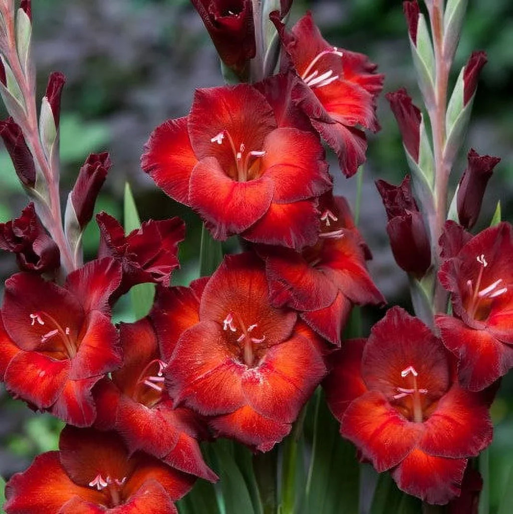 Bulbi Gladiole - Azurro - 5 buc