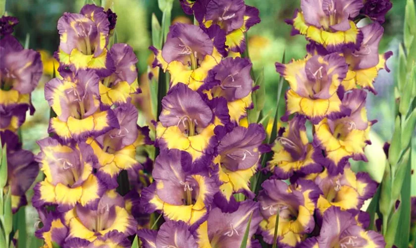 Bulbi Gladiole - Dynamite - 5 buc