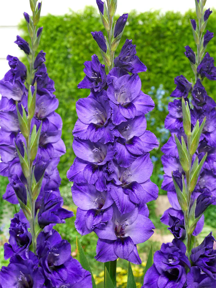 Bulbi Gladiole - Pachet Promotional Mixt - 100 buc