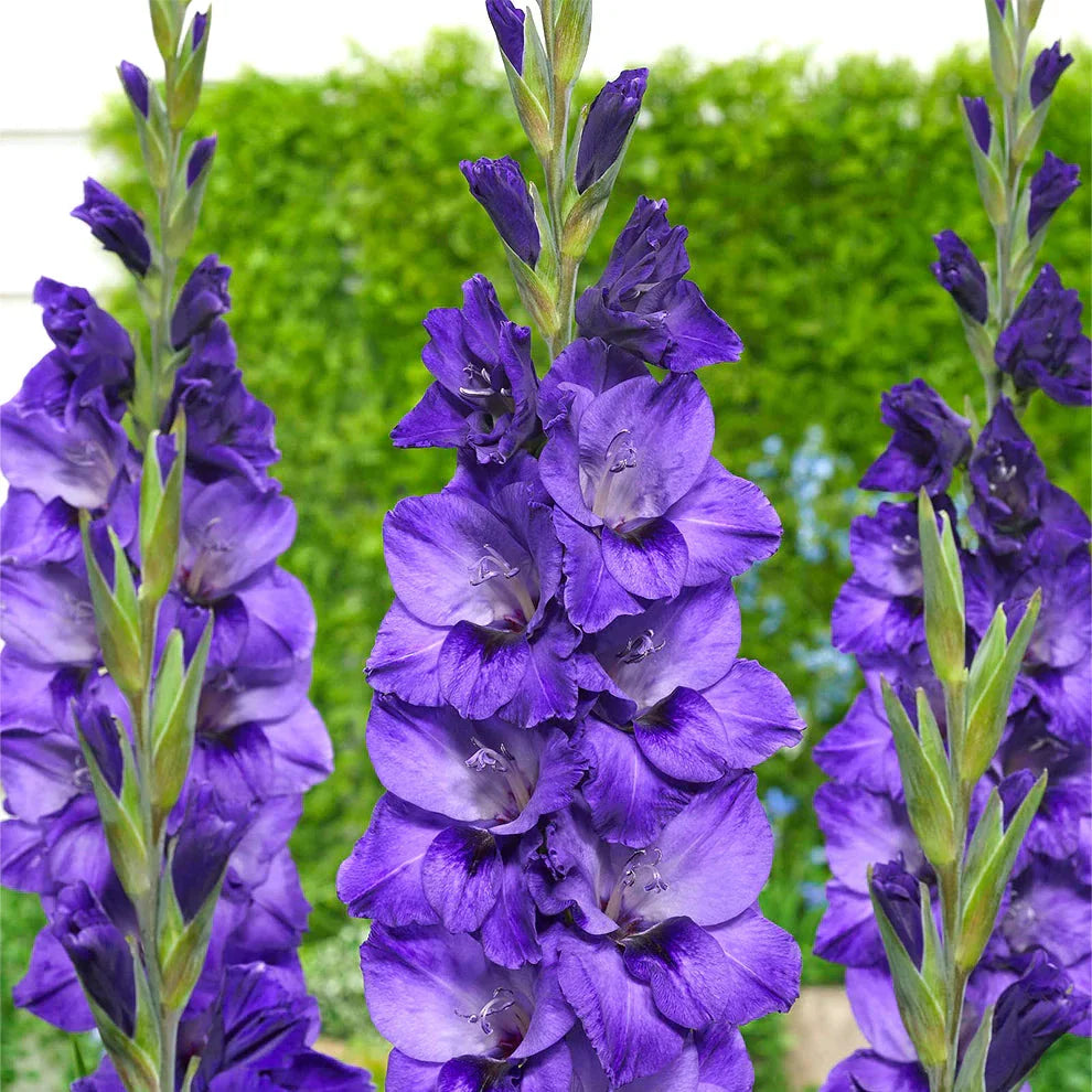 Bulbi Gladiole - Cookie - 5 buc