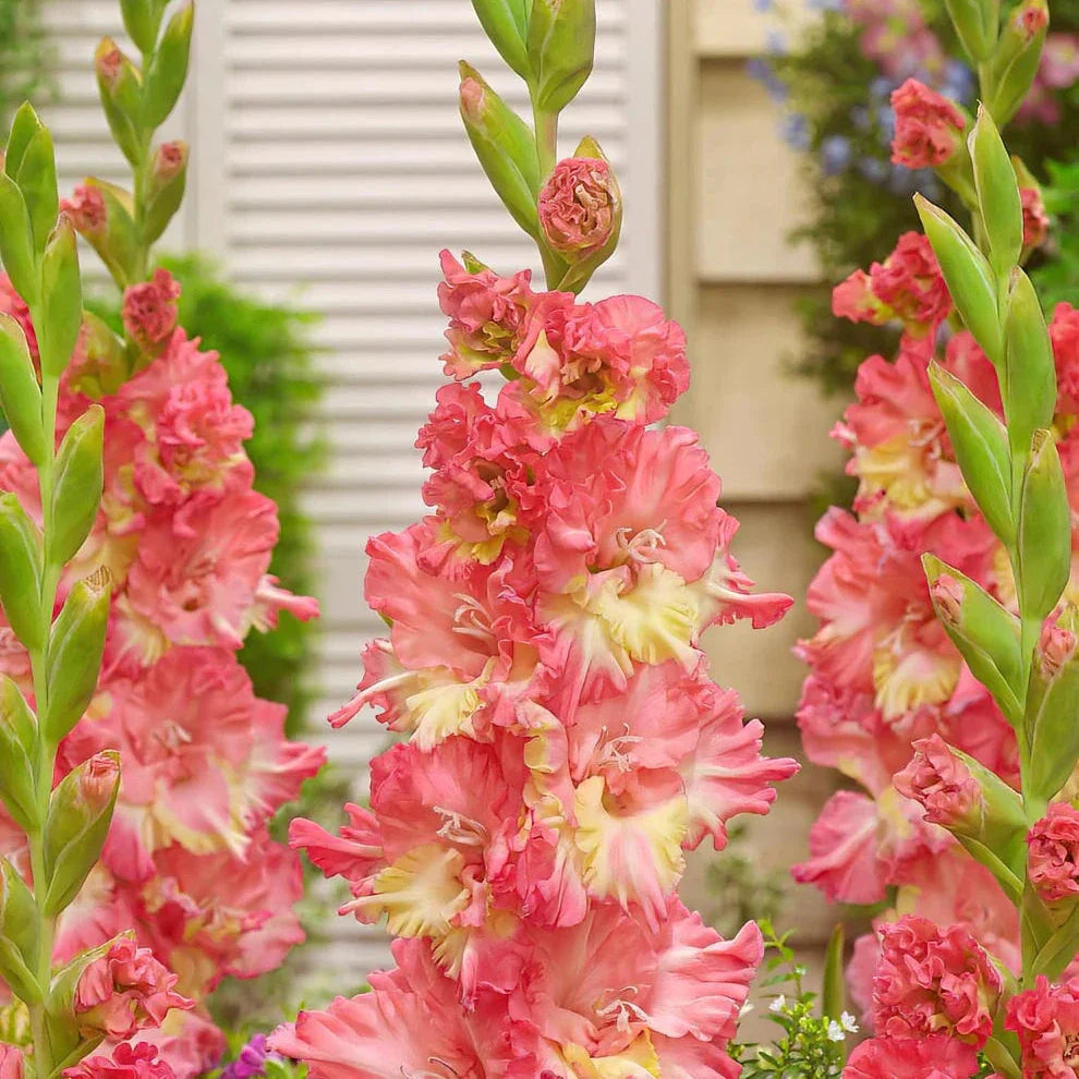Bulbi Gladiole - Mango Muse - 5 buc