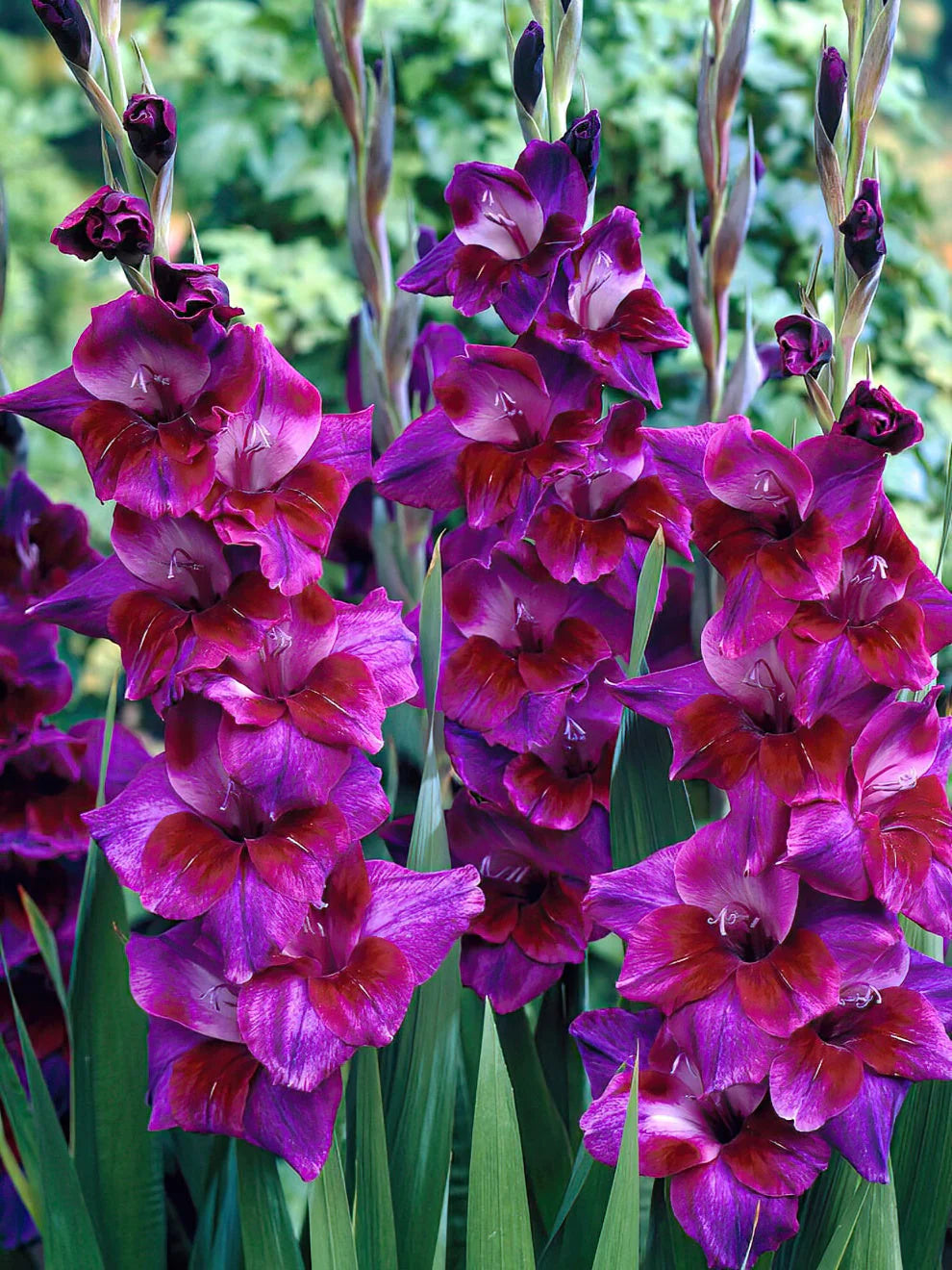 Bulbi de Gladiole "Velvet Eyes", 7 Bucati