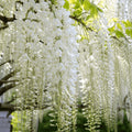 Glicina Albă, plantă cățărătoare ornamentală cu ciorchini spectaculoși de flori albe parfumate, ideală pentru pergole, foișoare și grădini, cu aspect elegant și înflorire abundentă.
