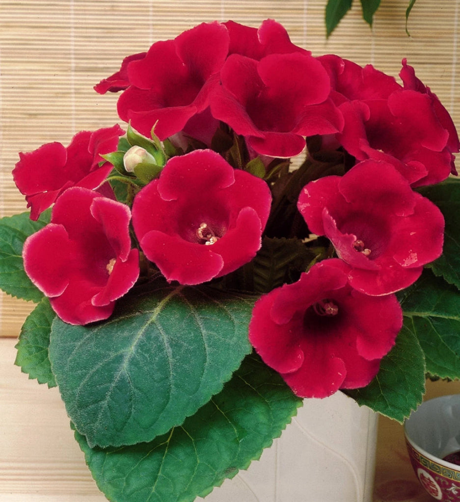 Gloxinia Bulbi - Etoile de Feu - 1 Bucată