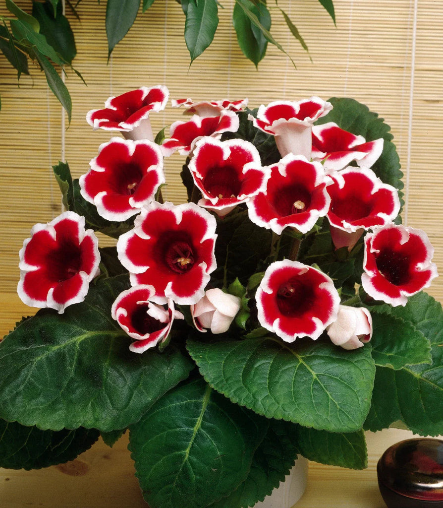 Gloxinia Bulbi - Kaiser Friedrich - 1 Bucată