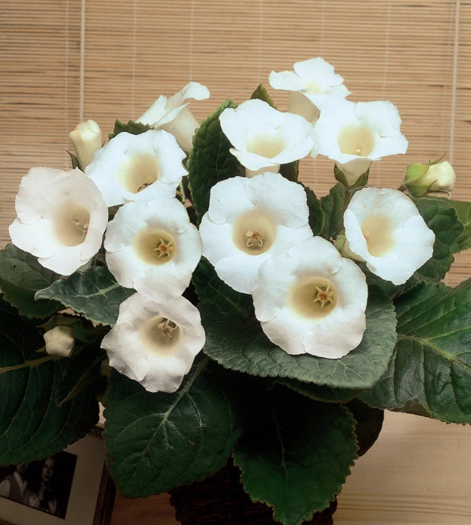 Gloxinia Bulbi - Mont Blanc - 1 Bucată