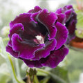 Gloxinia Bulbi - Violacea Deep Velvet Blue - 1 Bucată
