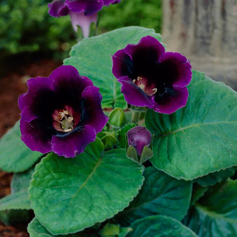 Gloxinia Bulbi - Violacea Deep Velvet Blue - 1 Bucată