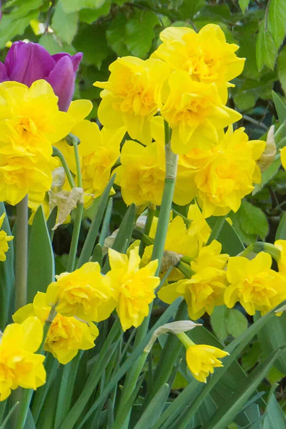 Bulbi Narcise Pachet Mix 10 buc