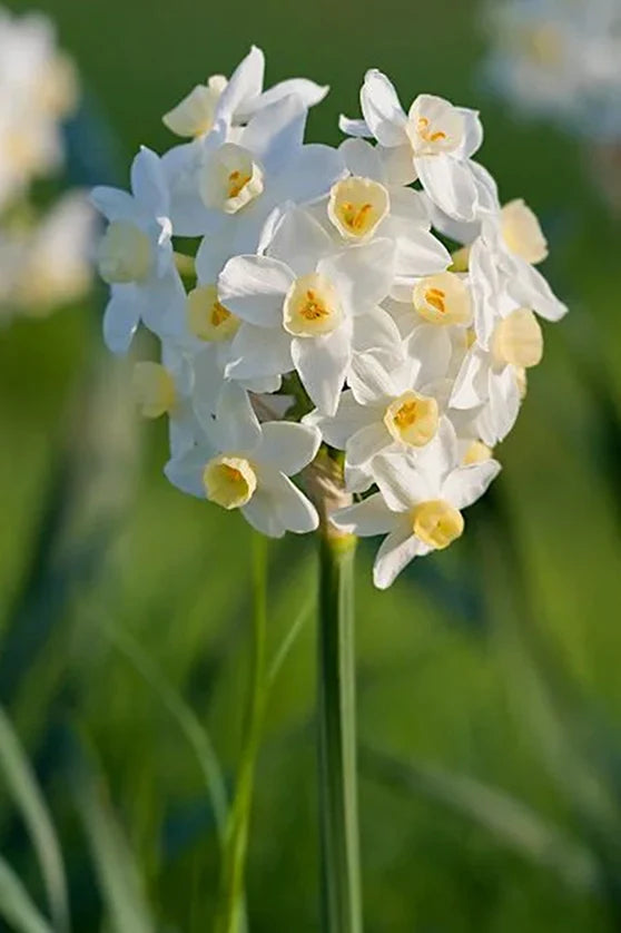 Bulbi Narcise Pachet Mix 10 buc