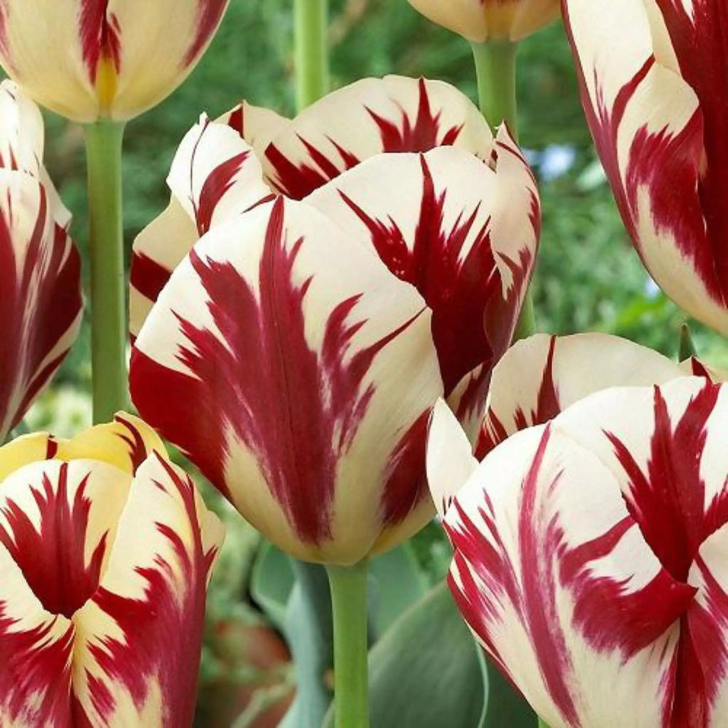 Bulbi Lalele Grand Perfection, lalele bicolore cu flori mari și contrast puternic. Plantare toamna pentru efect wow în aprilie-mai.