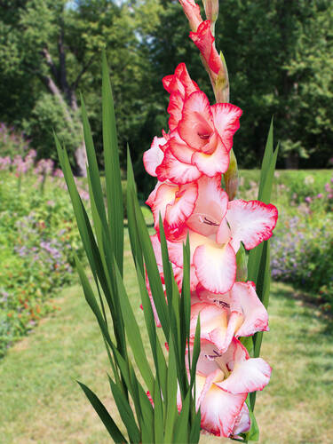 Bulbi de Gladiole "Pink Lady", 7 Bucati