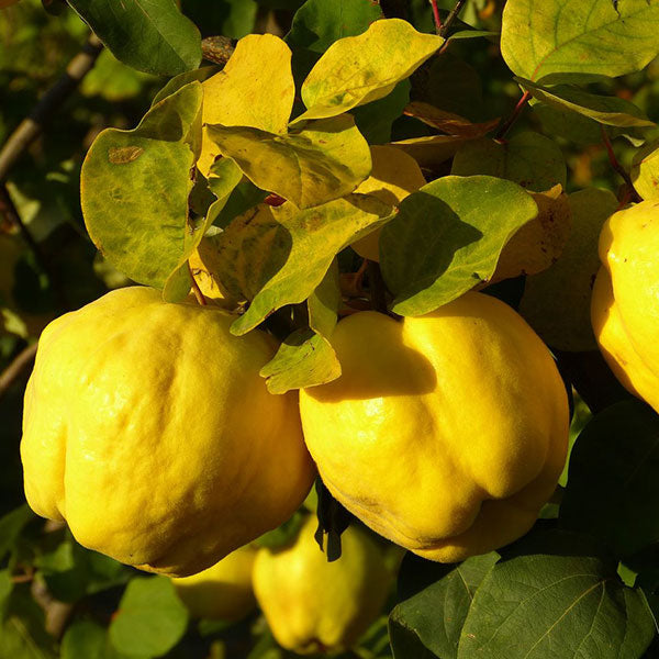 Gutui Aromate