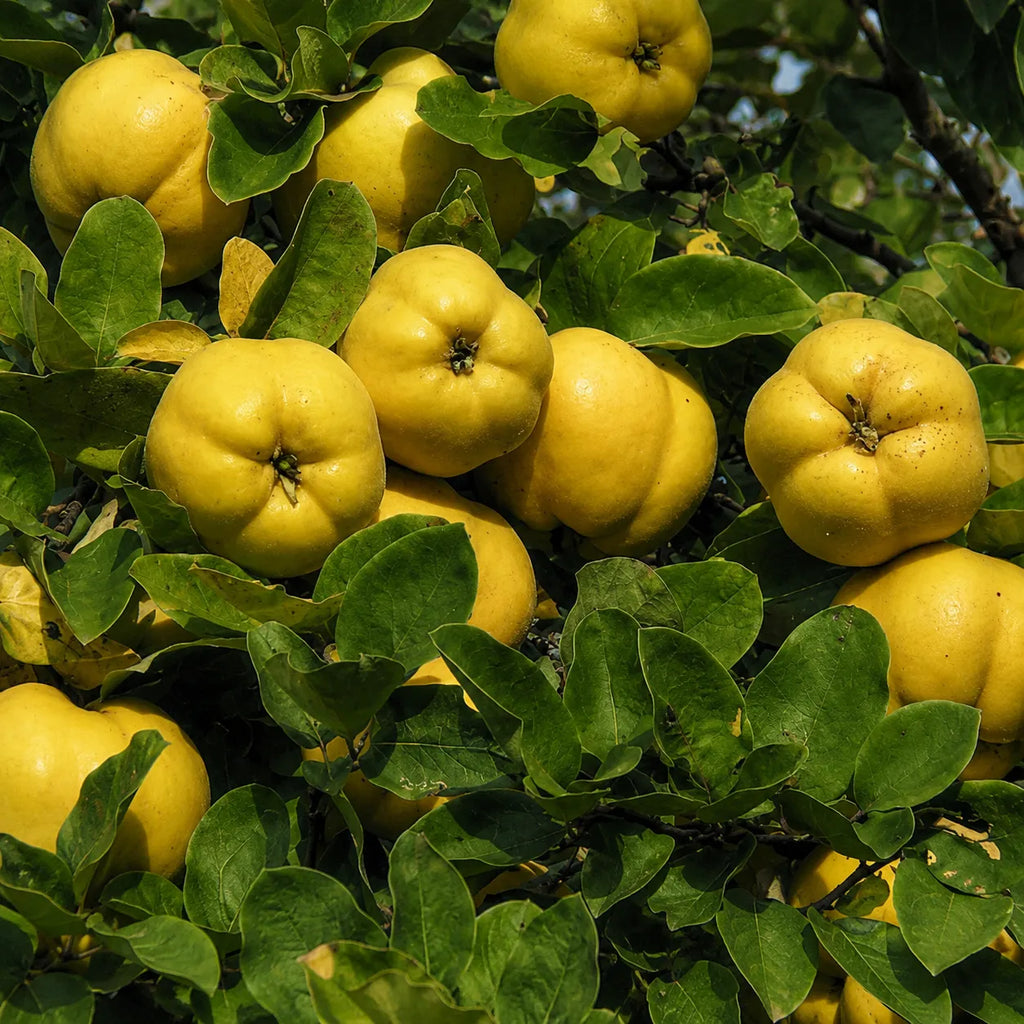 Gutui Aromate, pom fructifer cu fructe mari, galbene si intens parfumate, potrivit pentru gradini familiale, livezi si consum proaspat sau dulceata, gem si compot