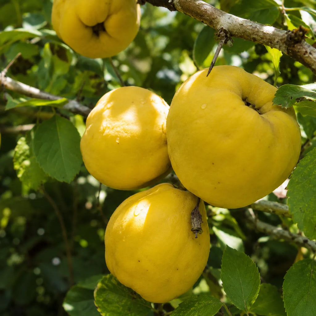 Gutui Aurii, pom fructifer cu fructe mari, galbene si parfumate, potrivit pentru gradini familiale, livezi si consum proaspat sau dulceata, gem si compot