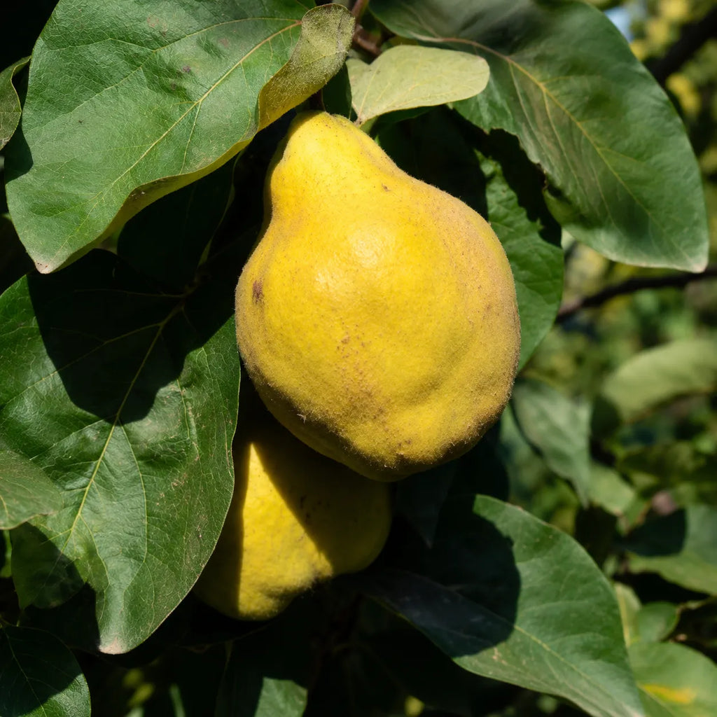 Gutui de Husi, pom fructifer cu fructe mari, galbene si intens parfumate, potrivit pentru gradini familiale, livezi si consum proaspat sau dulceata, gem si compot