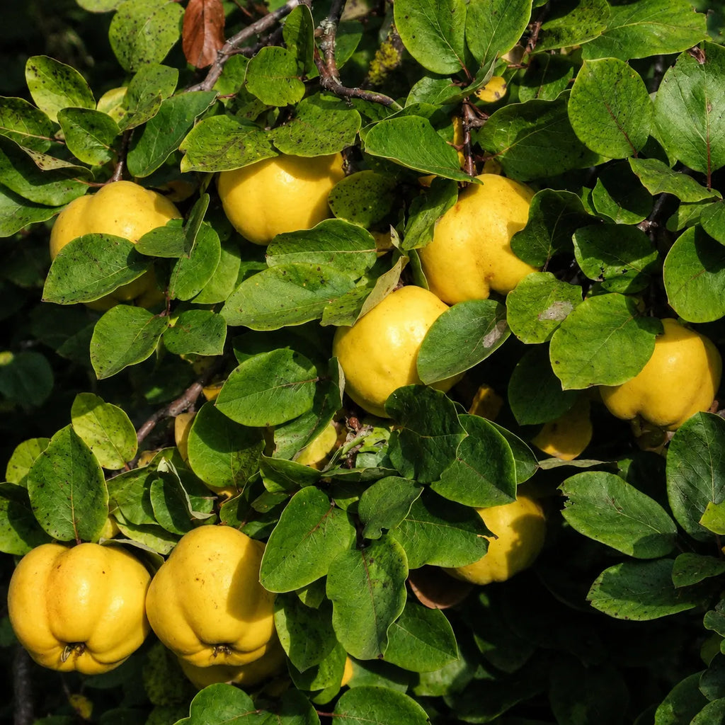 Gutui de Portugalia, pom fructifer cu fructe mari, galbene si parfumate, potrivit pentru gradini familiale, livezi si consum proaspat sau dulceata, gem si compot