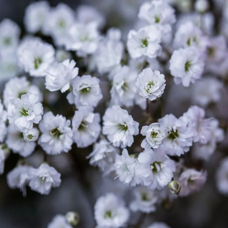 Gypsophila "WhiteFestival"(Floarea Miresei)- 2 bucati