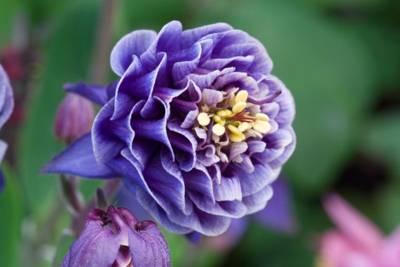 Bulbi de Caldaruse Aquilegia "Double Blue", 2 bucati