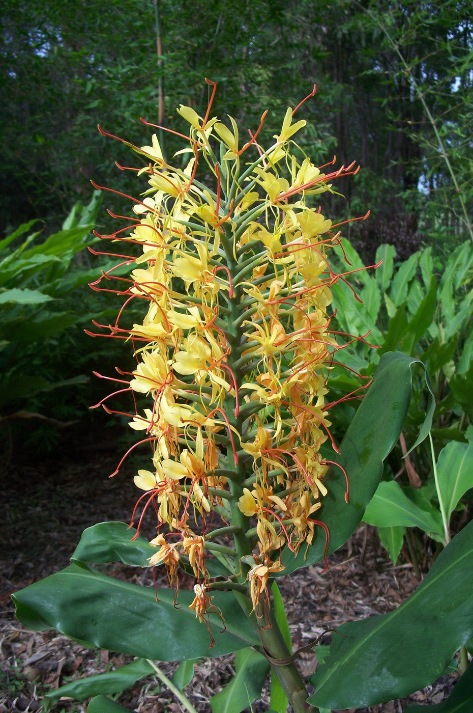 Bulbi de Ghimbir "Hedychium Coccineum Aurantiacum", Gardnerianum Galben, 1 Bucata