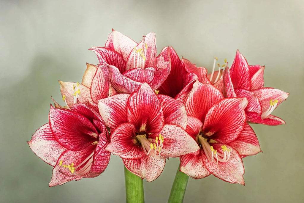HGIC-indoorplants-amaryllis_011396fe-0edc-4ffb-9828-43c81c42564b - Fitza Florilor
