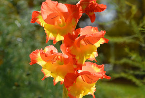 Bulbi de Gladiole "Princess Margareth Rose", 7 Bucati