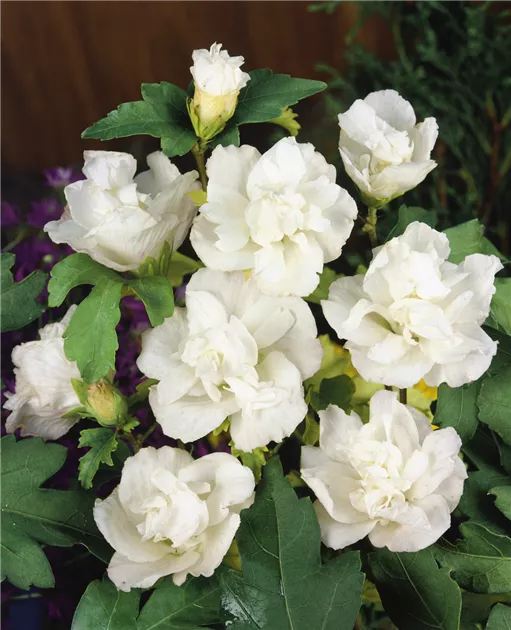 Hibiscus "Admiral Dewey", la Ghiveci de 3L, 1 Bucata