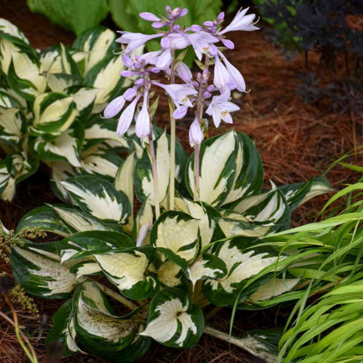 Bulbi de Hosta "Fire and Ice", 1 Bucata