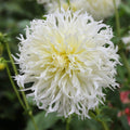 HP_Dahlia_IMG_2__46237_6913277f-49e6-452e-80d6-2ceb20913a00 - Fitza Florilor