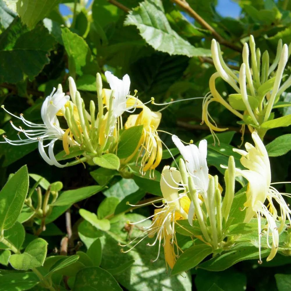 Lonicera Jap. "Halls Prolific" (Mana Maicii Domnului)