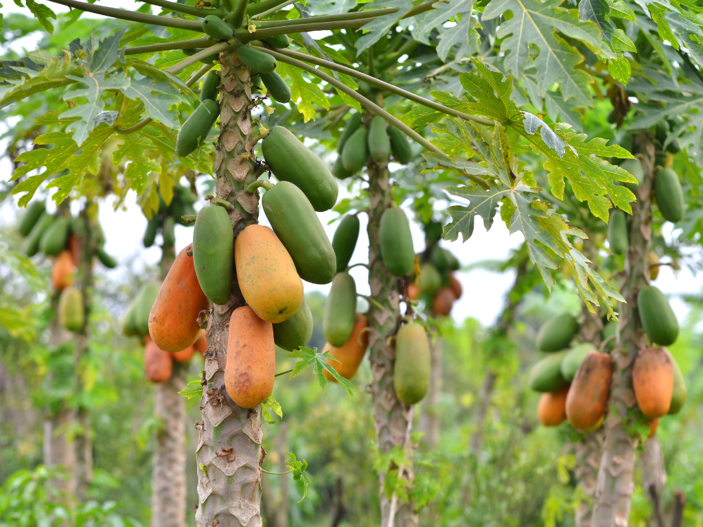 Papaya Pom,1 Bucata