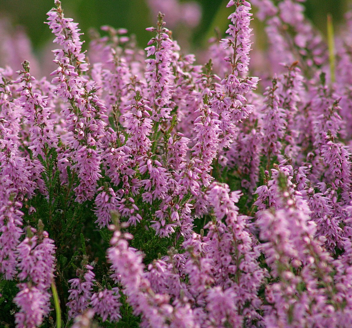 Calluna,1 Bucata