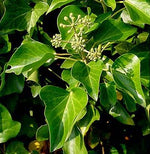 Iedera Vesnic Verde "Hedera Hibernica" ,la ghiveci de 3 litri