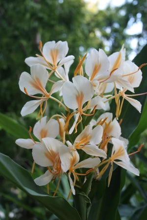 Bulbi de Ghimbir "Hedychium Coccineum Aurantiacum", Ellipticum Alb, 1 Bucata