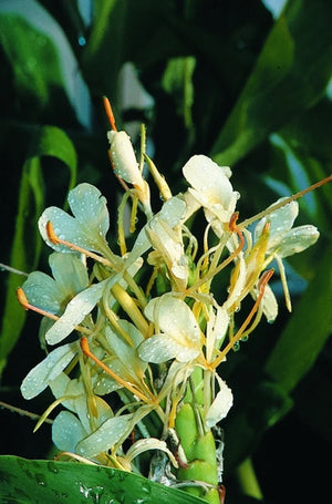 Bulbi de Ghimbir "Hedychium Coccineum Aurantiacum", Ellipticum Alb, 1 Bucata