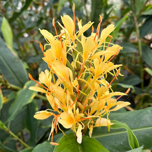 Bulbi de Ghimbir "Hedychium Coccineum Aurantiacum", Gardnerianum Galben, 1 Bucata