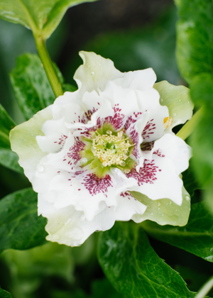 Bulbi de Helleborus "Double Ellen Spotted White"