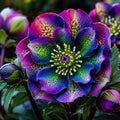 Helleborus "Color Mistyc MRI" 1 buc
